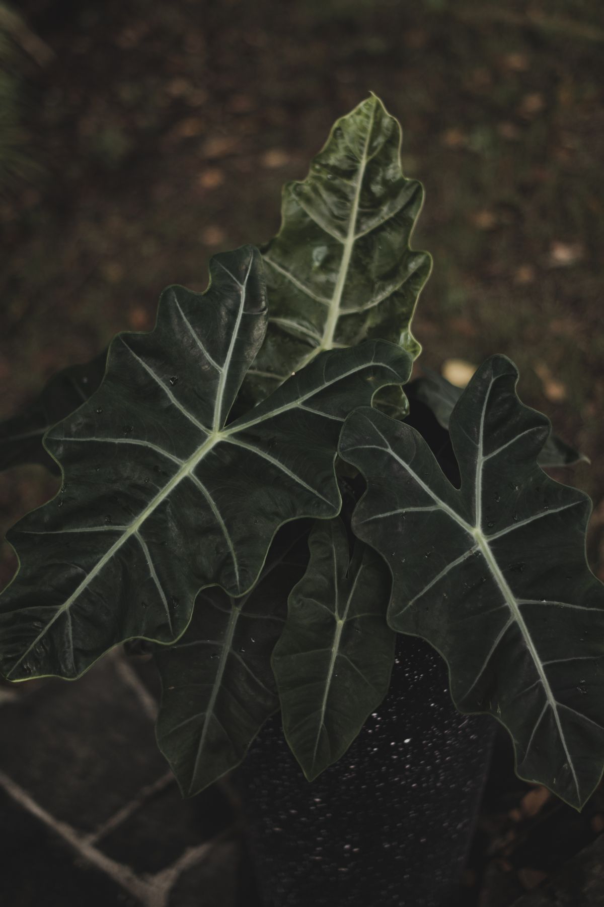 Dark alocasia leaves with pale branching veins