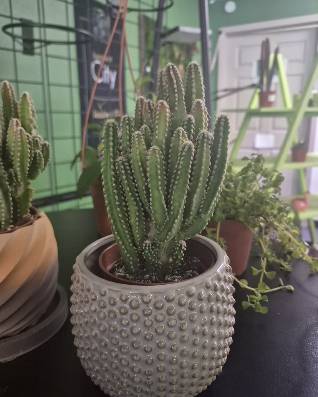 Upright clustered cactus in a textured silver-colored planter