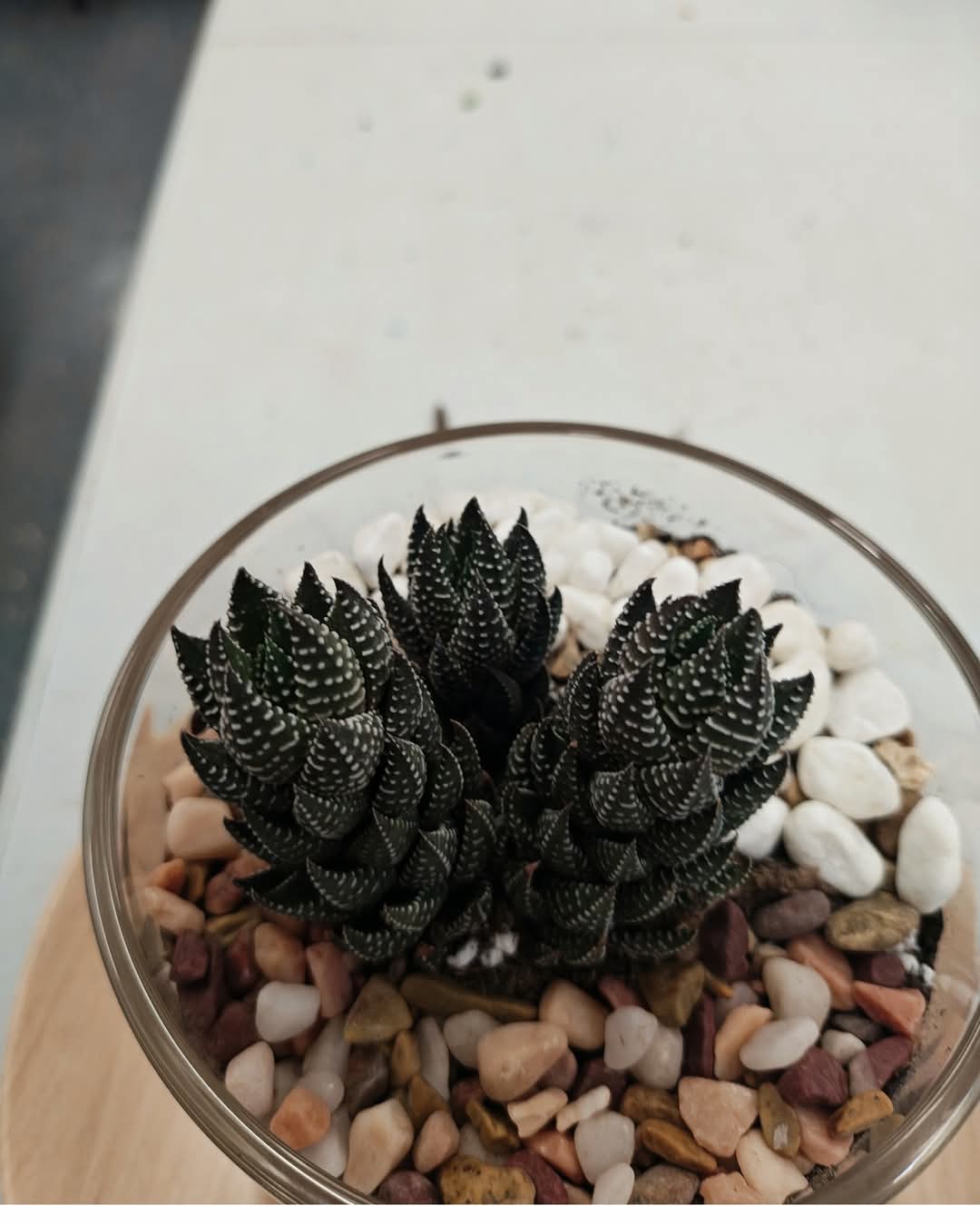 Compact dark Haworthia plants with white markings among decorative stones