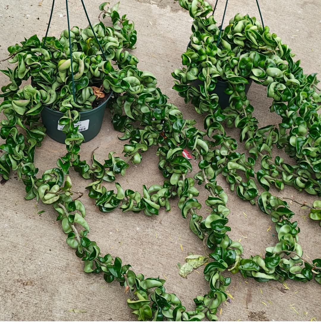 Trailing Hoya plants with curled green leaves