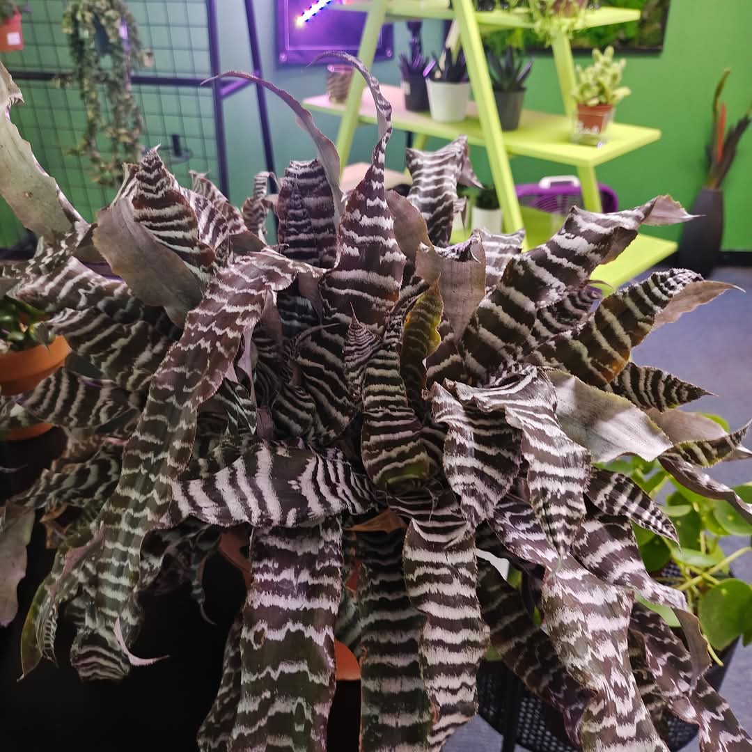 A plant with dramatic striped leaves in the shop