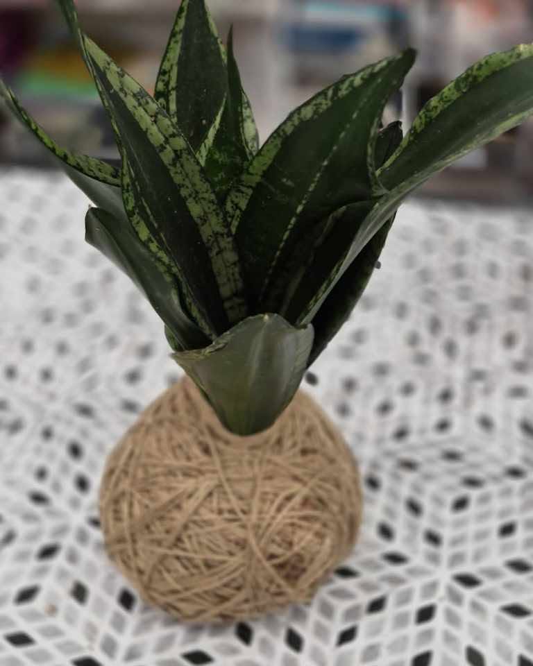 Example of a snake plant kokedama wrapped in natural twine