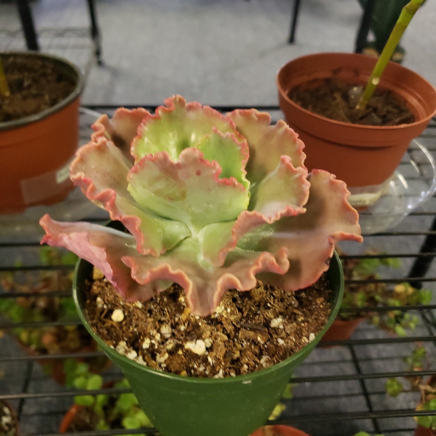 Echeveria Lace