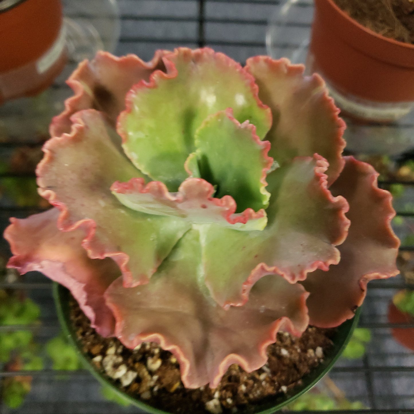 Echeveria Lace