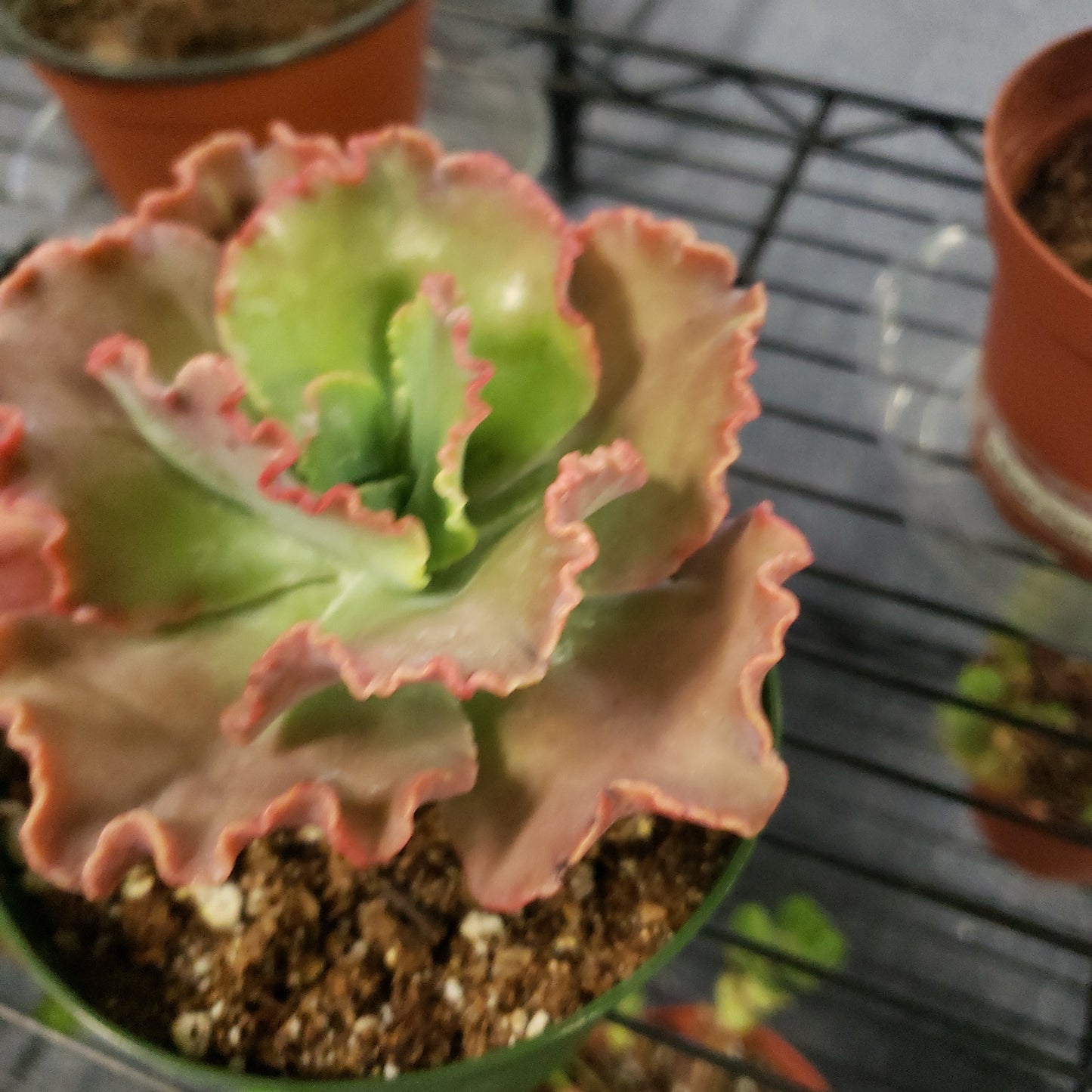 Echeveria Lace