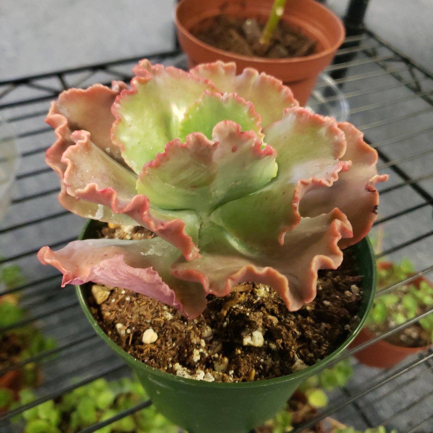 Echeveria Lace