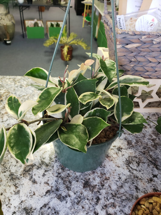 Hoya Tricolor