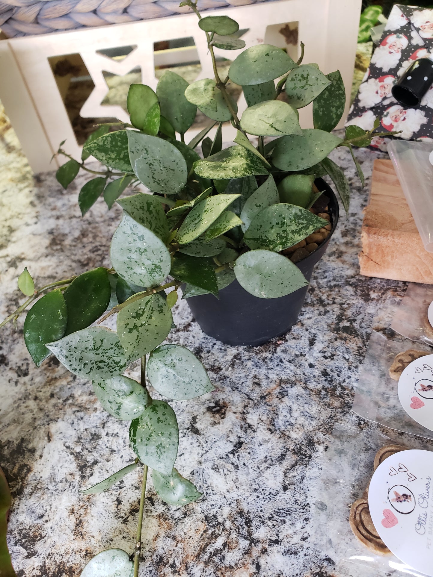 Hoya Variety