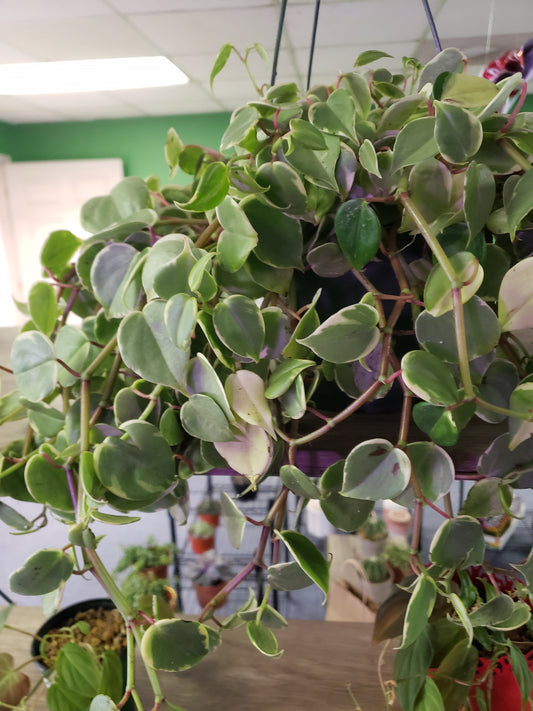 Peperomia Cupid