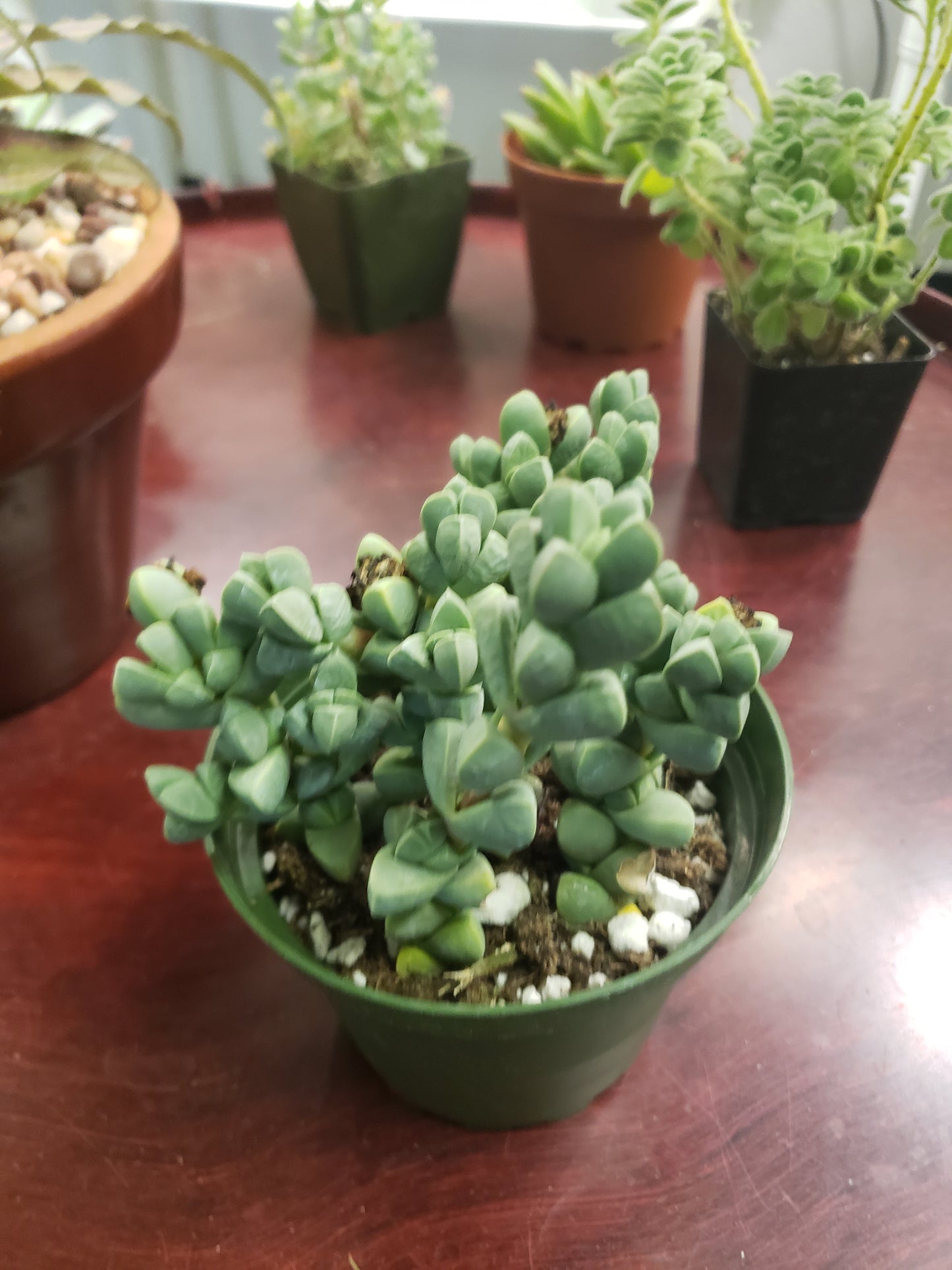 Lapidaria Margaretae