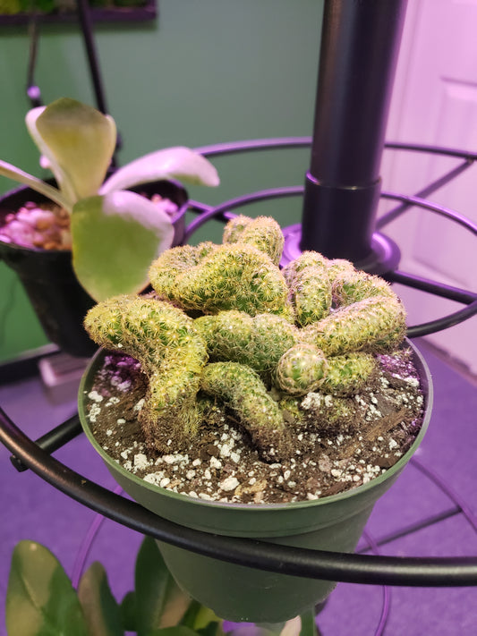 Brains Cactus, Mammillaria Elongata