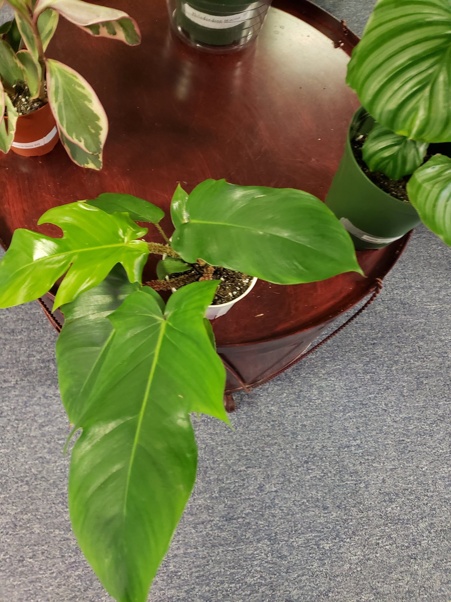 Philodendron Squamiferum