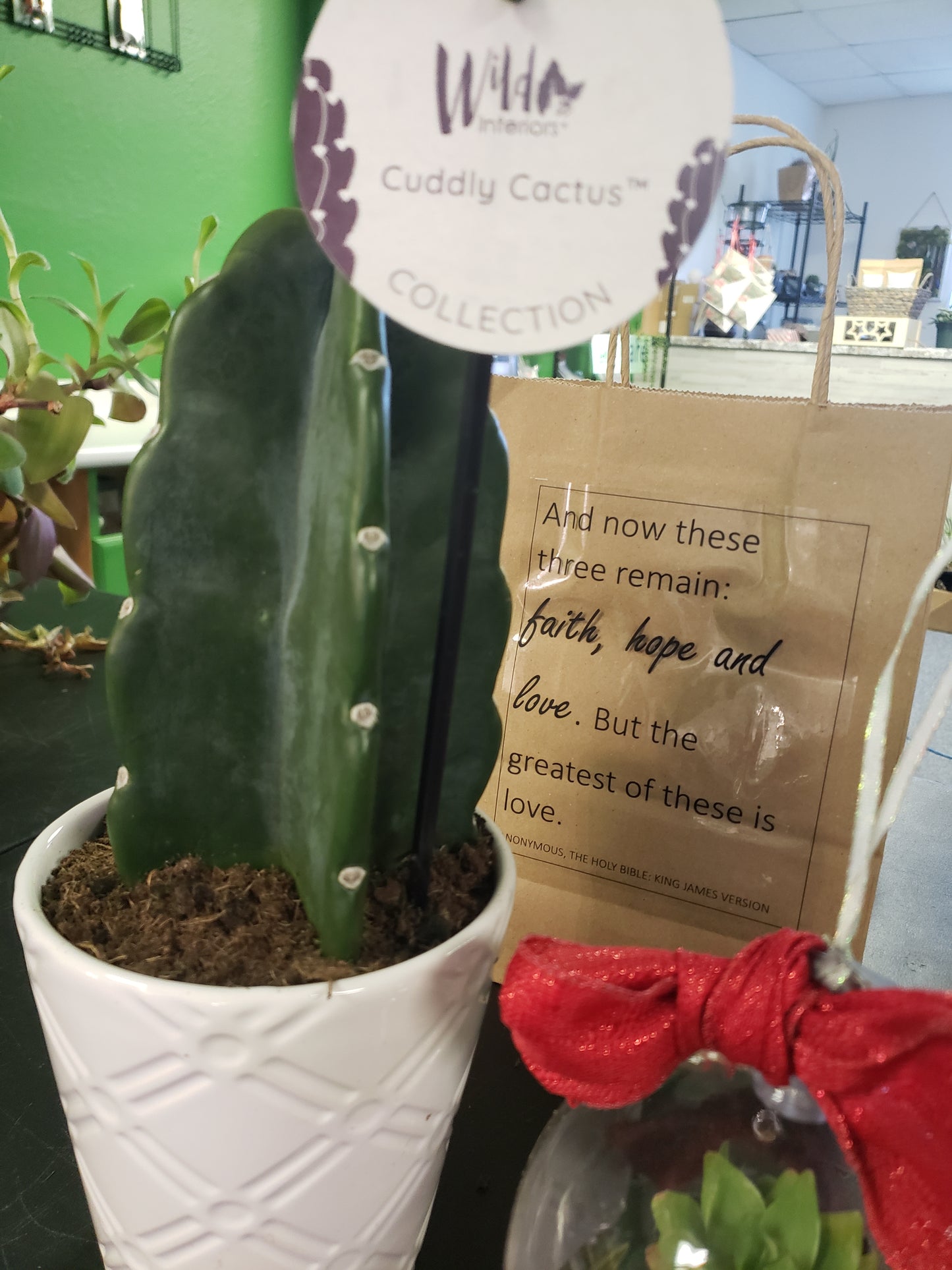 Cuddle Cactus