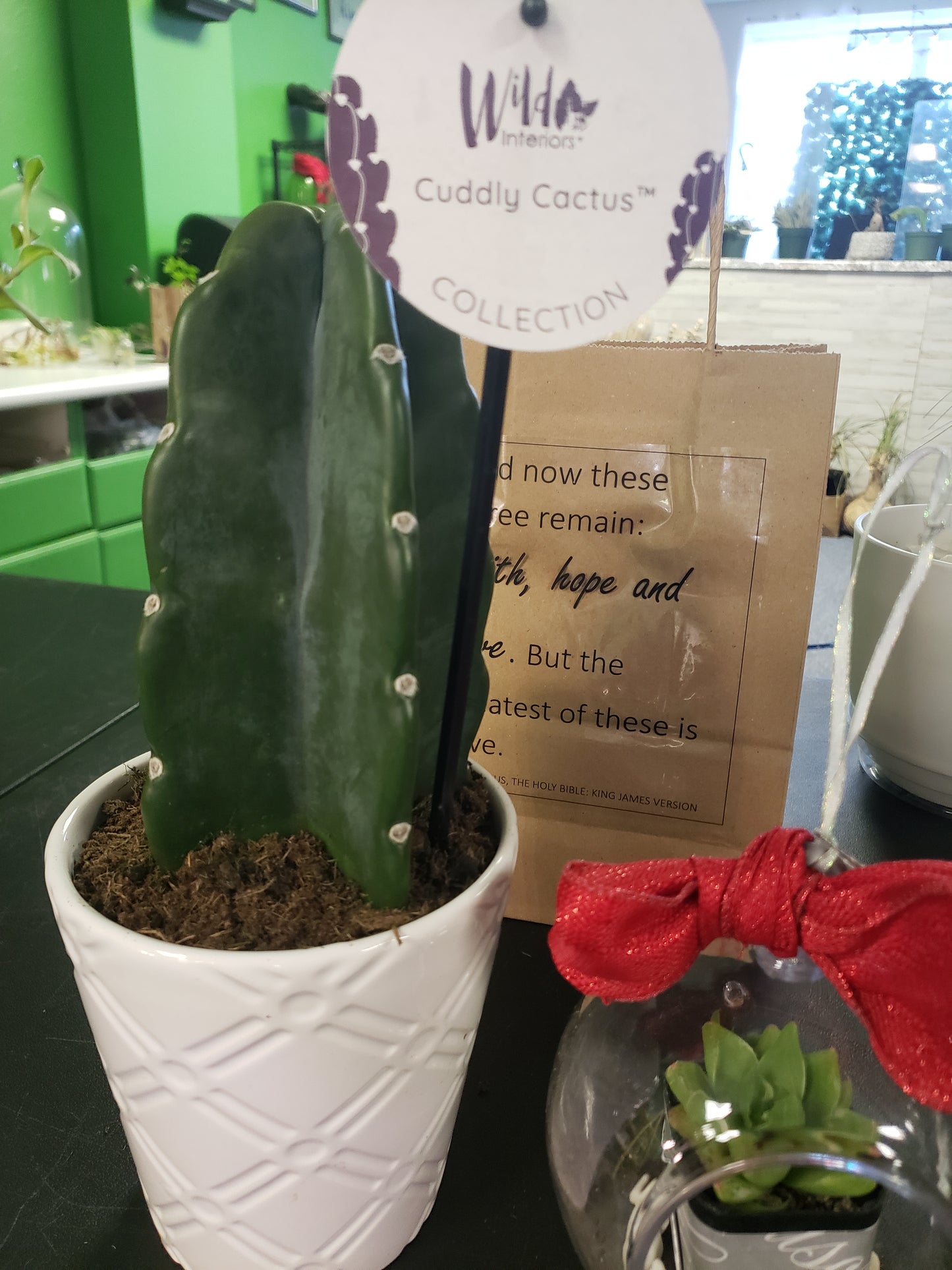 Cuddle Cactus