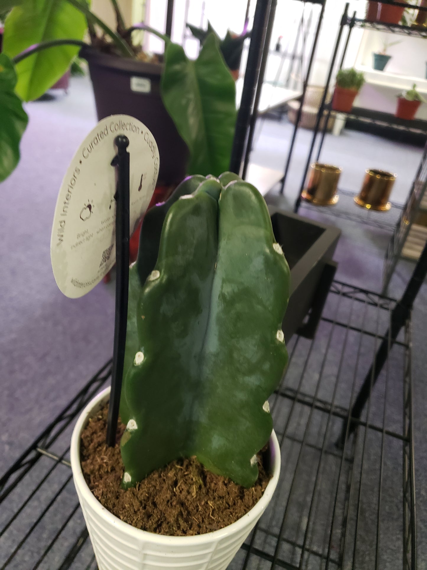 Cuddle Cactus