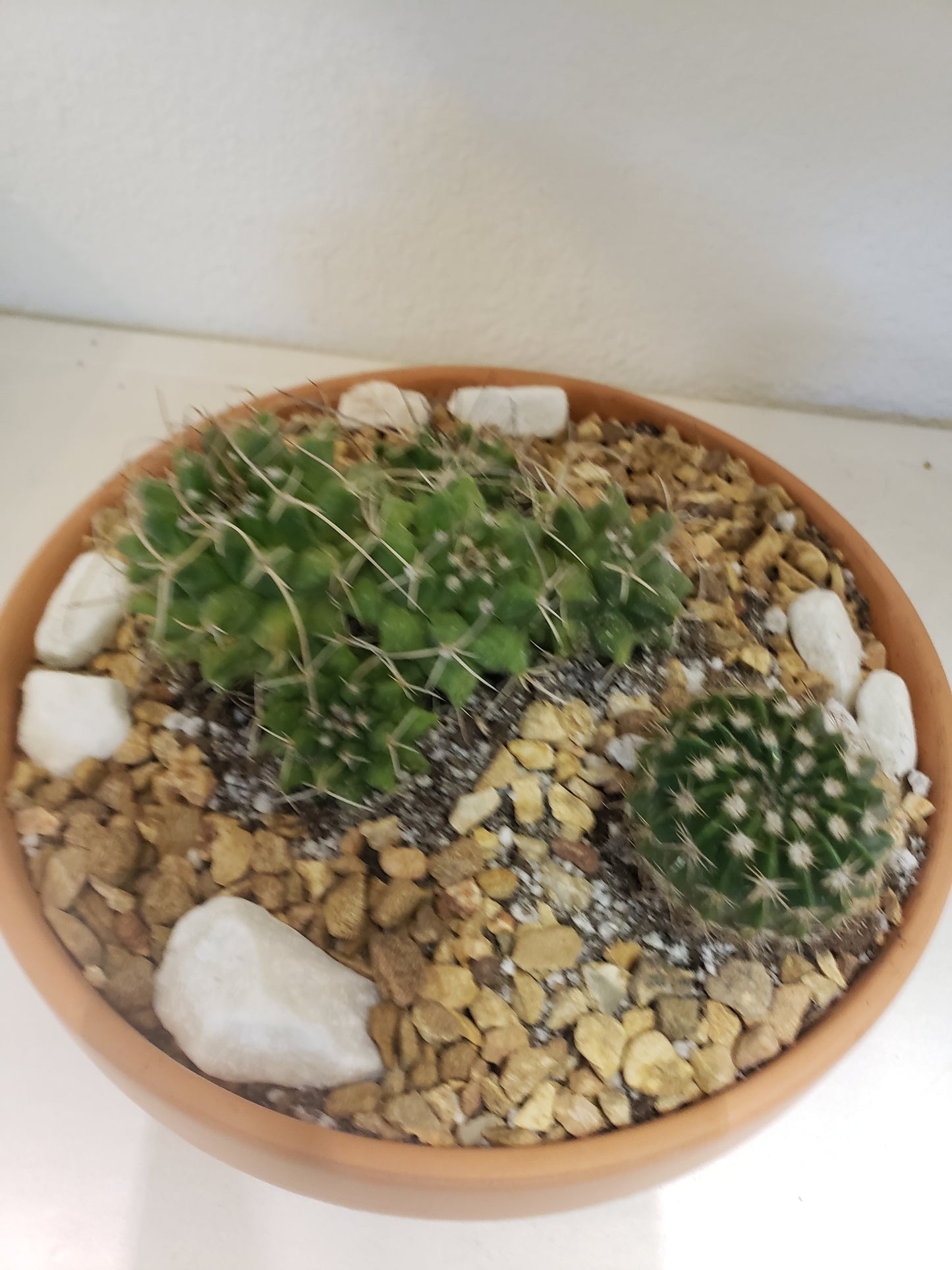 Cactus Arrangement in Terra Bowl