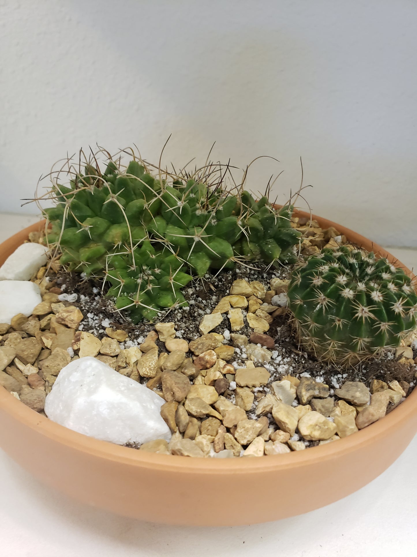 Cactus Arrangement in Terra Bowl