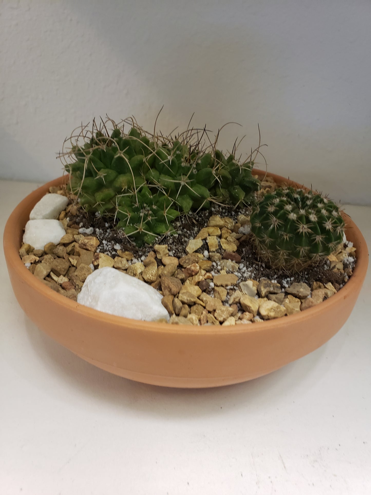 Cactus Arrangement in Terra Bowl