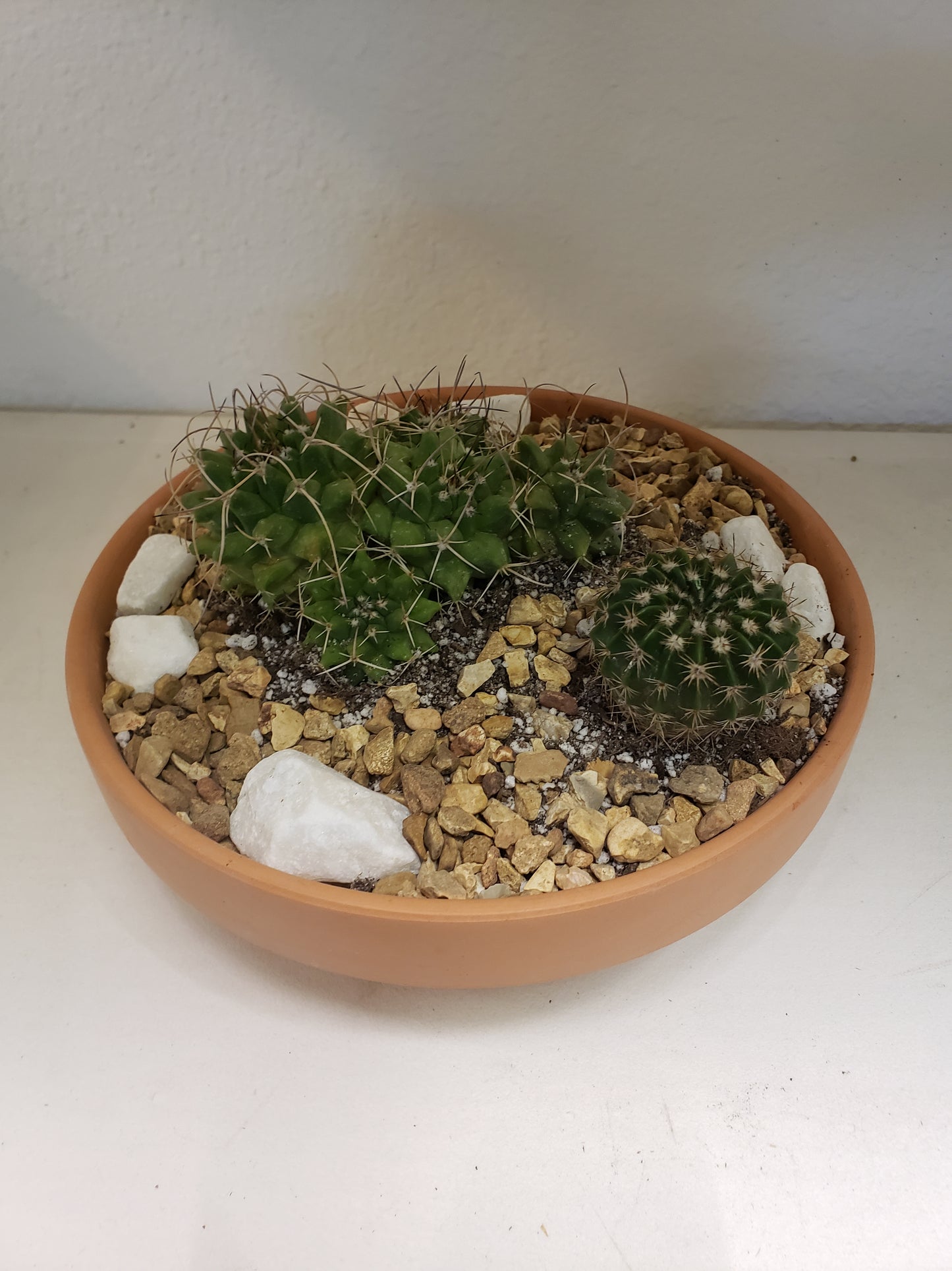 Cactus Arrangement in Terra Bowl