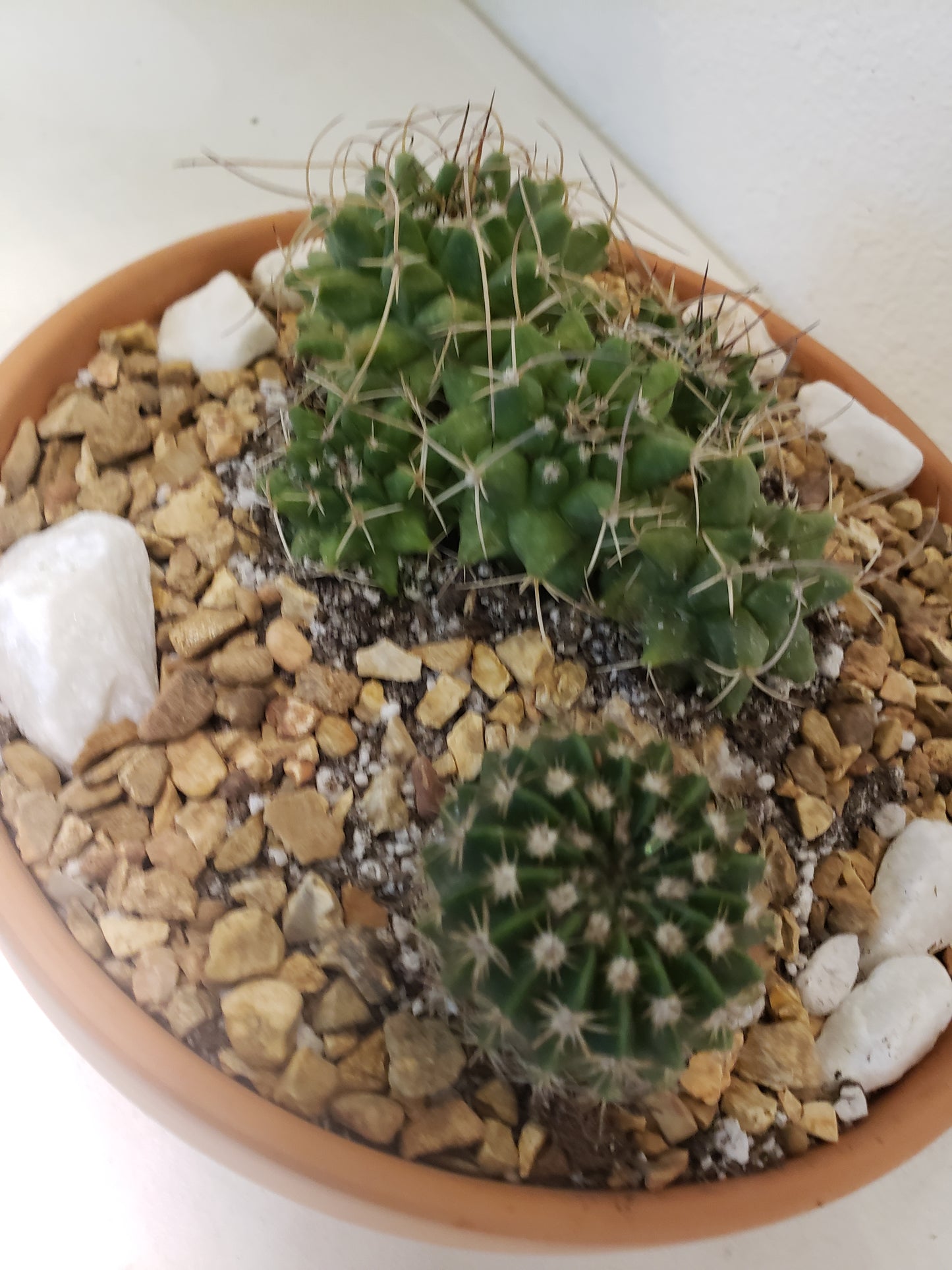 Cactus Arrangement in Terra Bowl