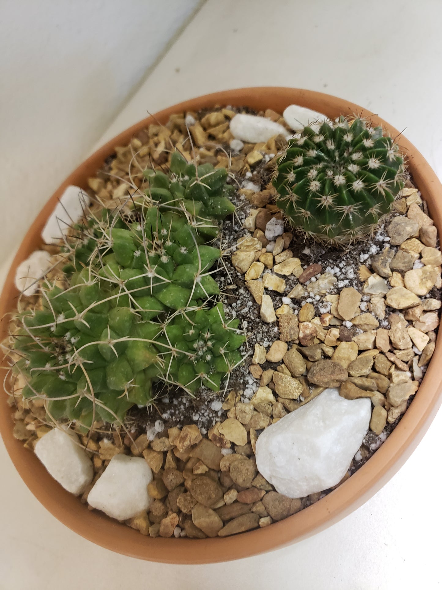 Cactus Arrangement in Terra Bowl