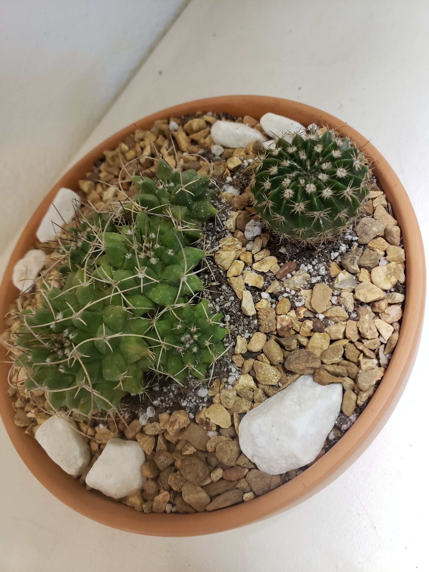 Cactus Arrangement in Terra Bowl