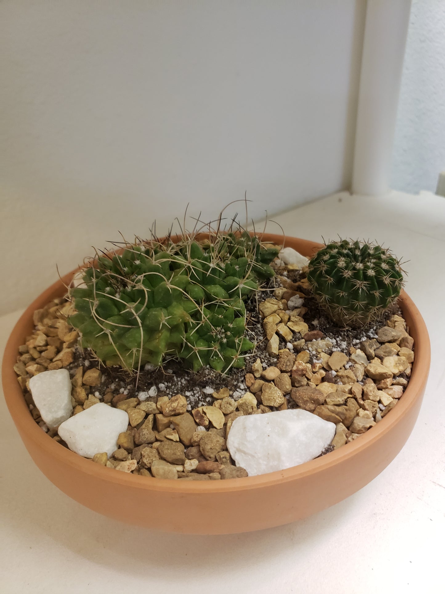 Cactus Arrangement in Terra Bowl