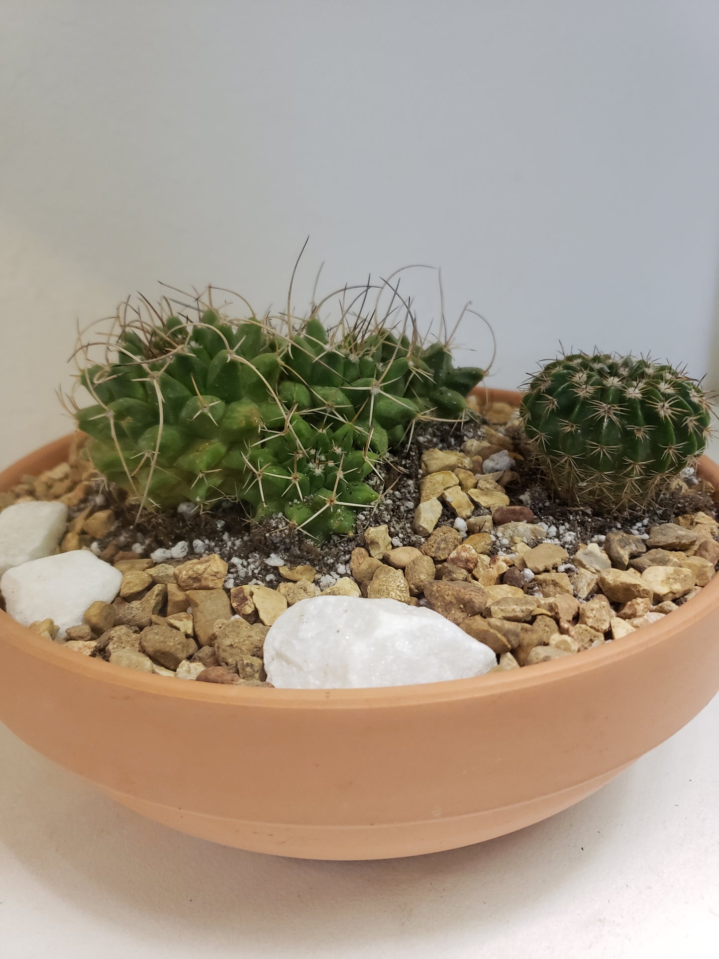 Cactus Arrangement in Terra Bowl