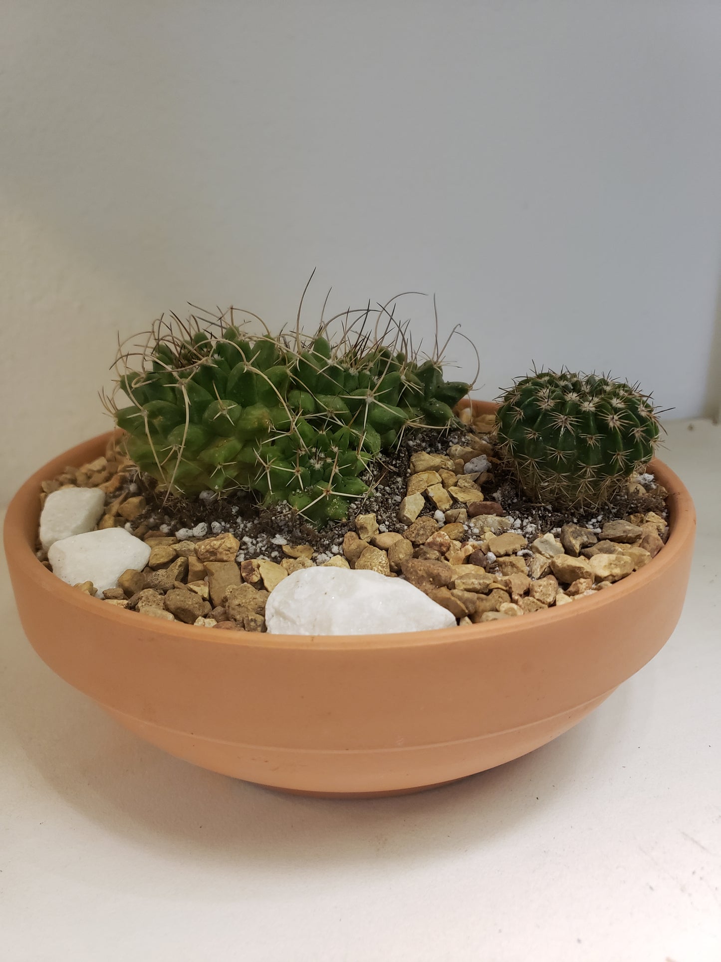 Cactus Arrangement in Terra Bowl