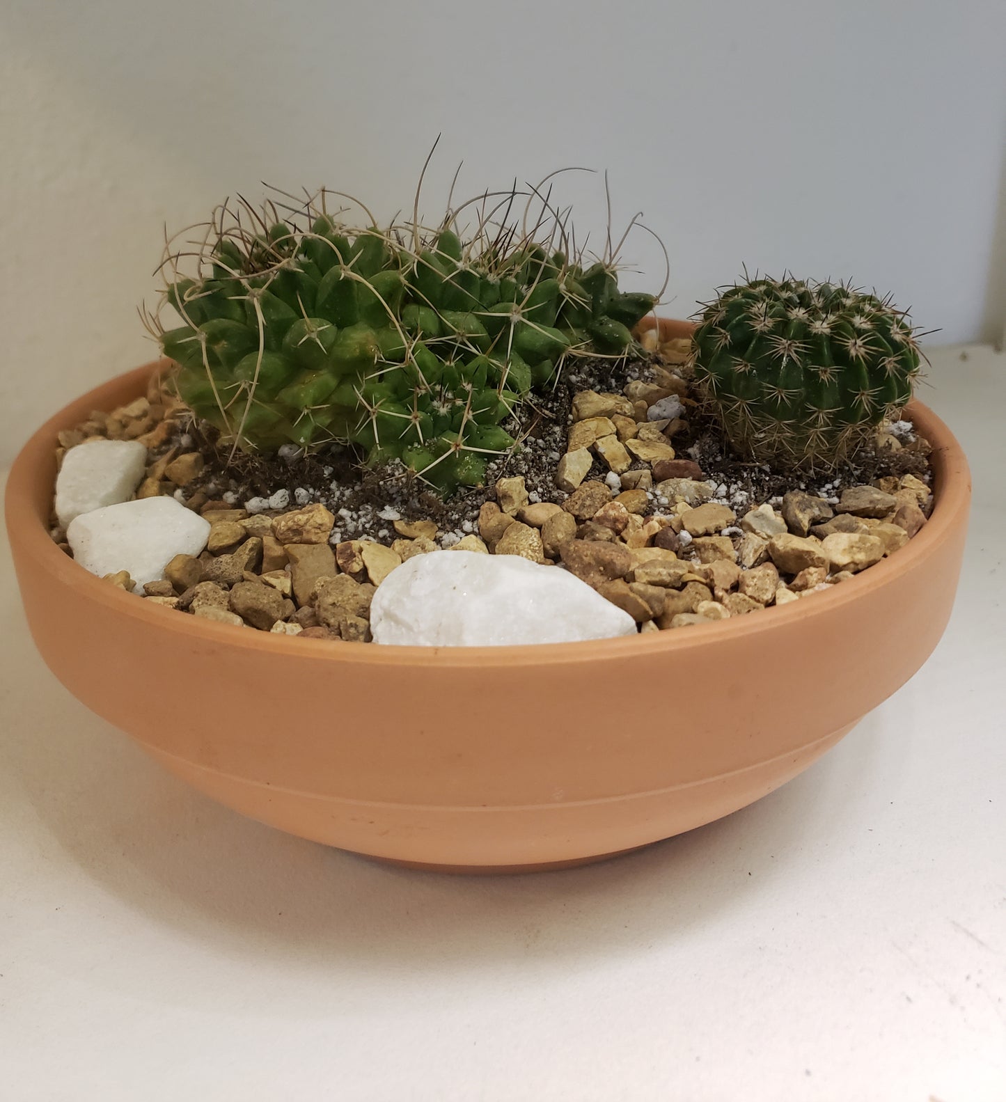 Cactus Arrangement in Terra Bowl