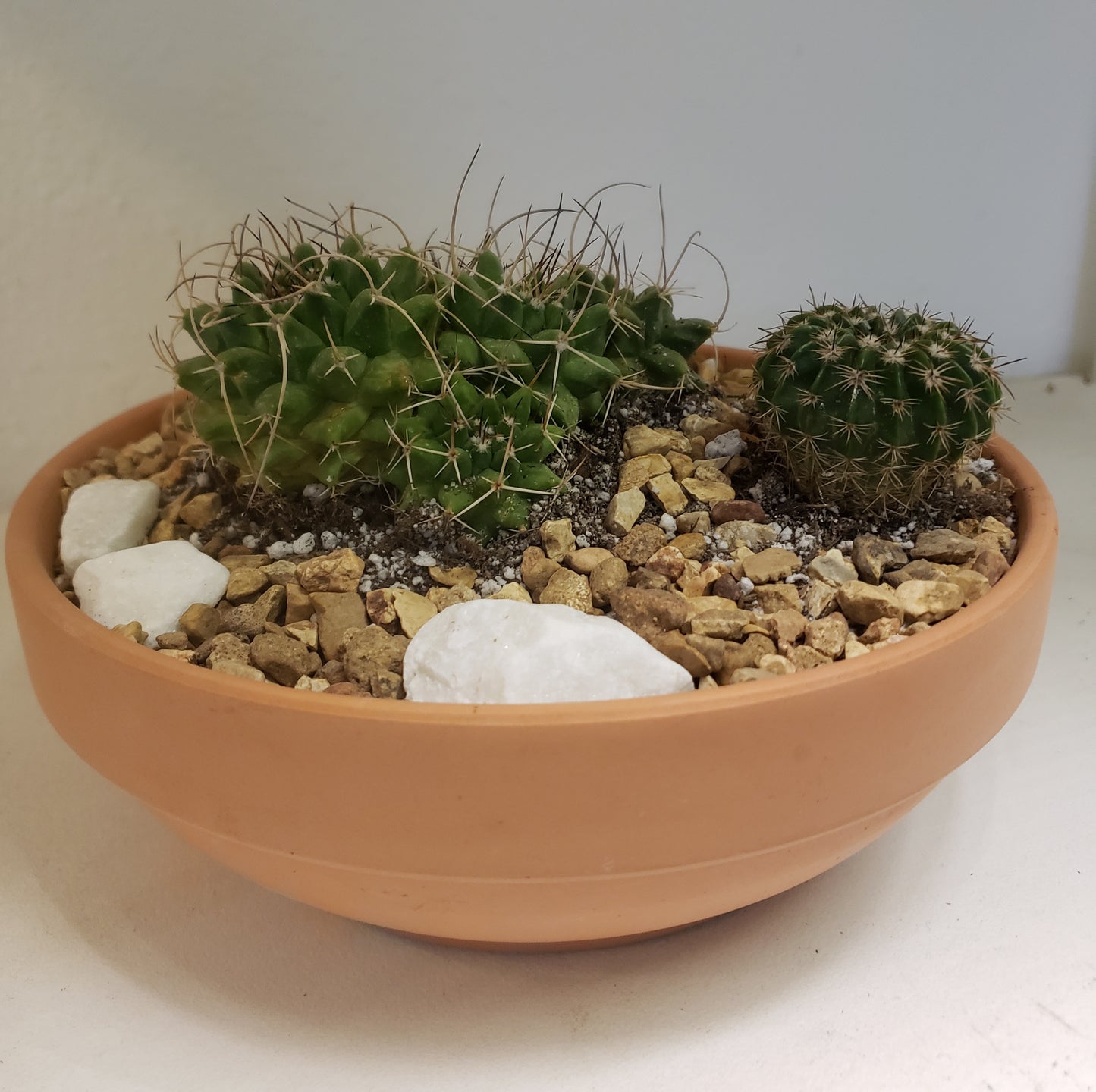 Cactus Arrangement in Terra Bowl