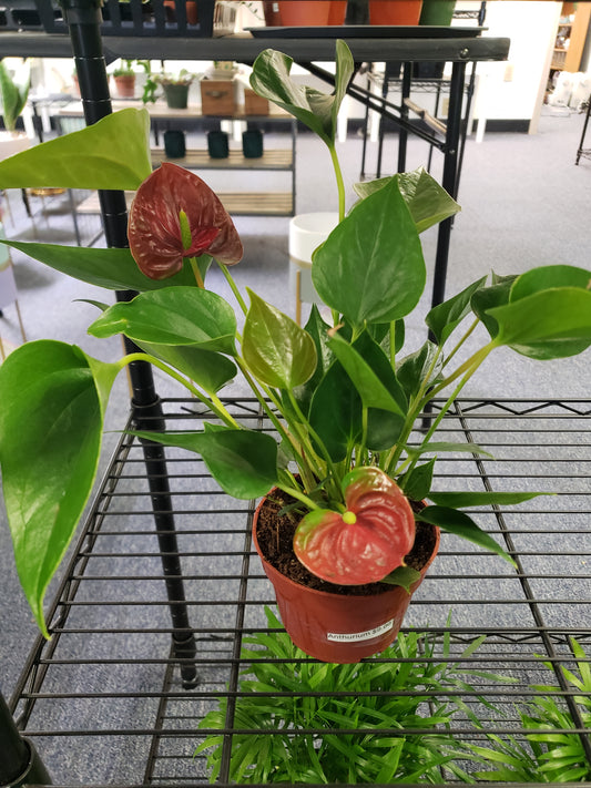 Anthurium