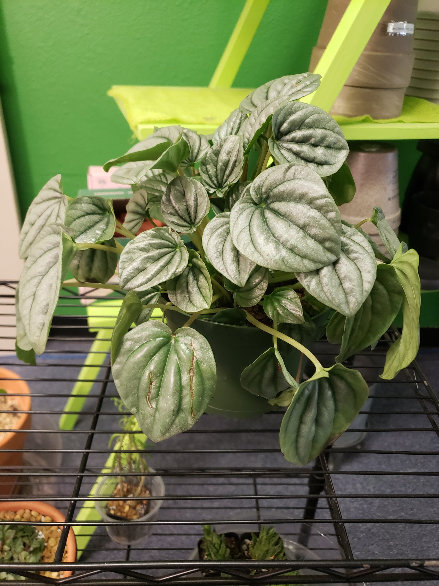 Watermelon Peperomia