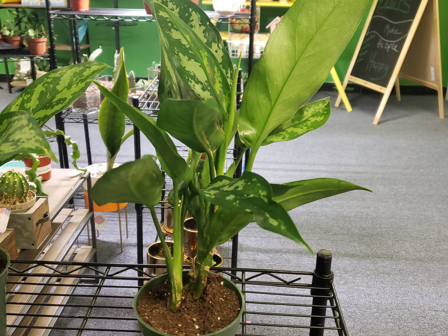 Chinese Evergreen Aglaonema