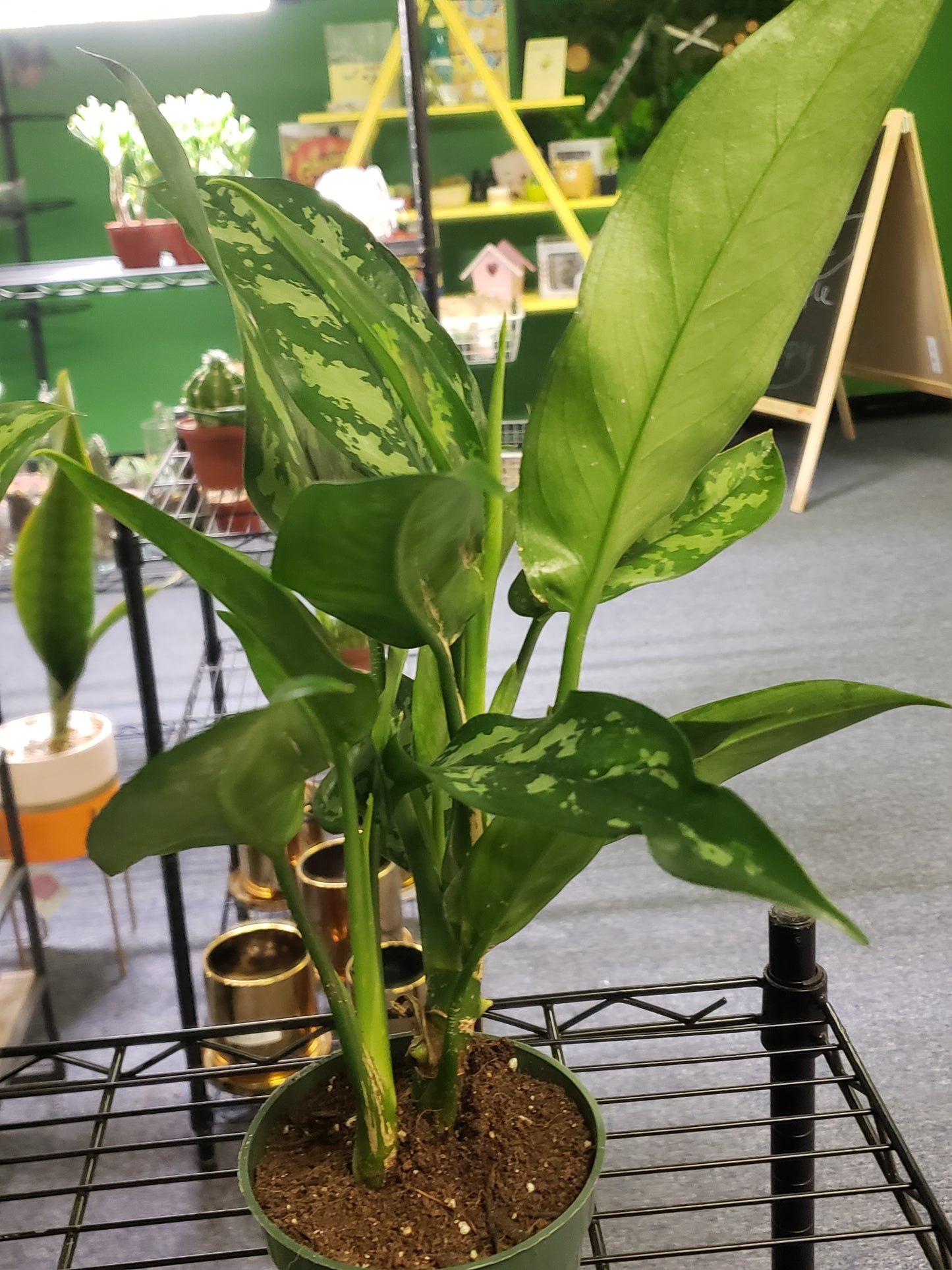 Chinese Evergreen Aglaonema