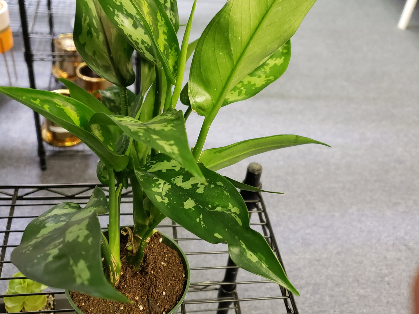 Chinese Evergreen Aglaonema