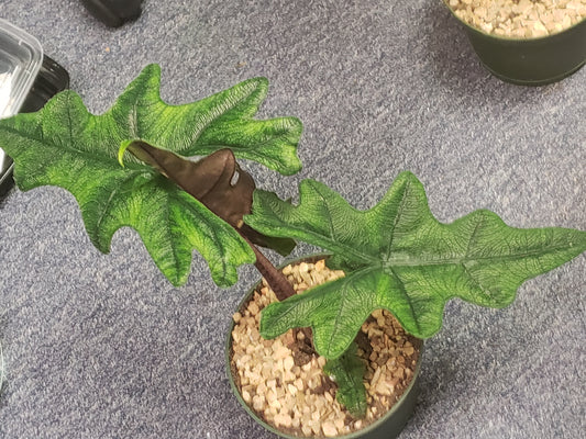 ALOCASIA JACKLYN