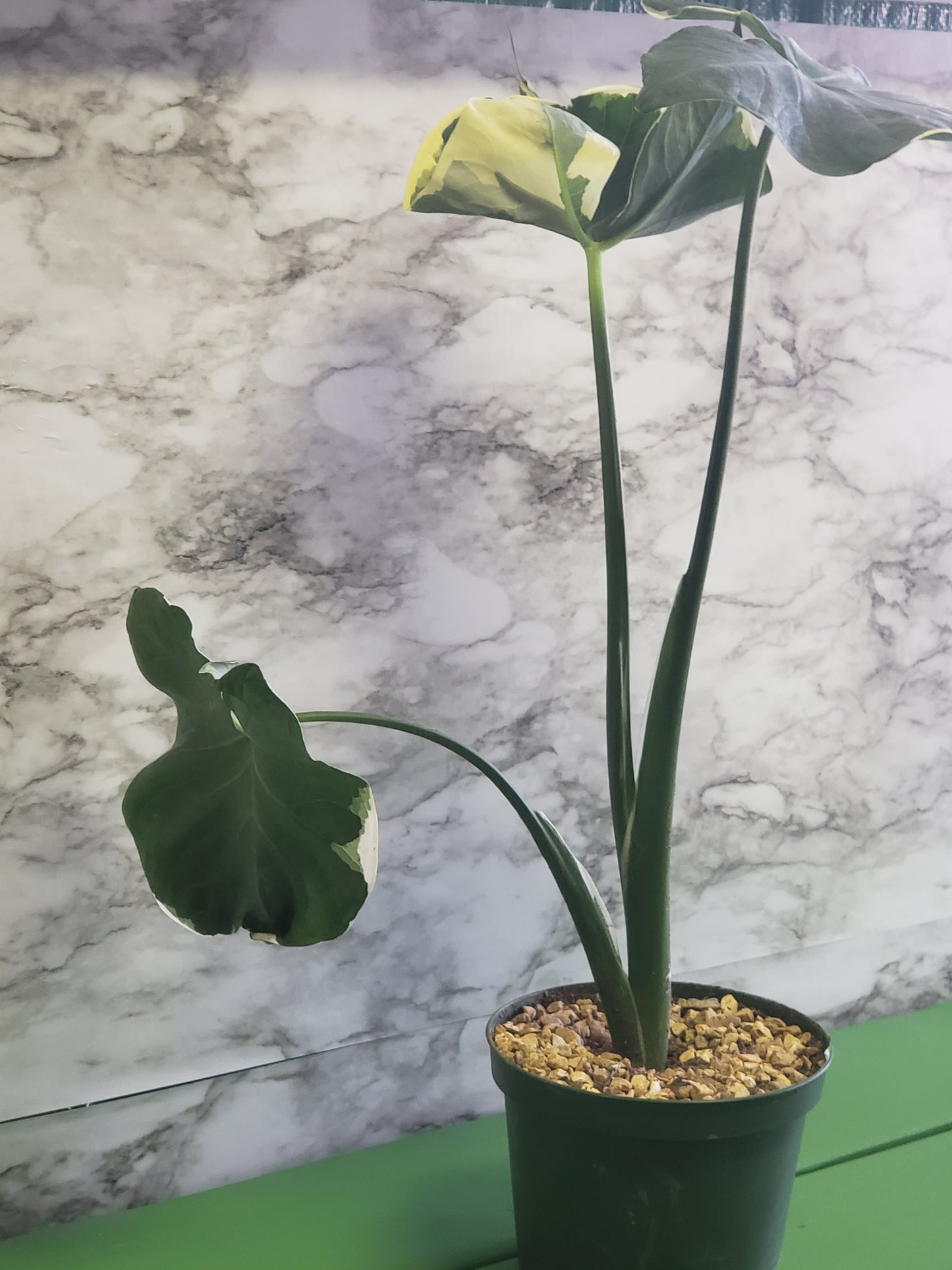 ALOCASIA Mickey Mouse