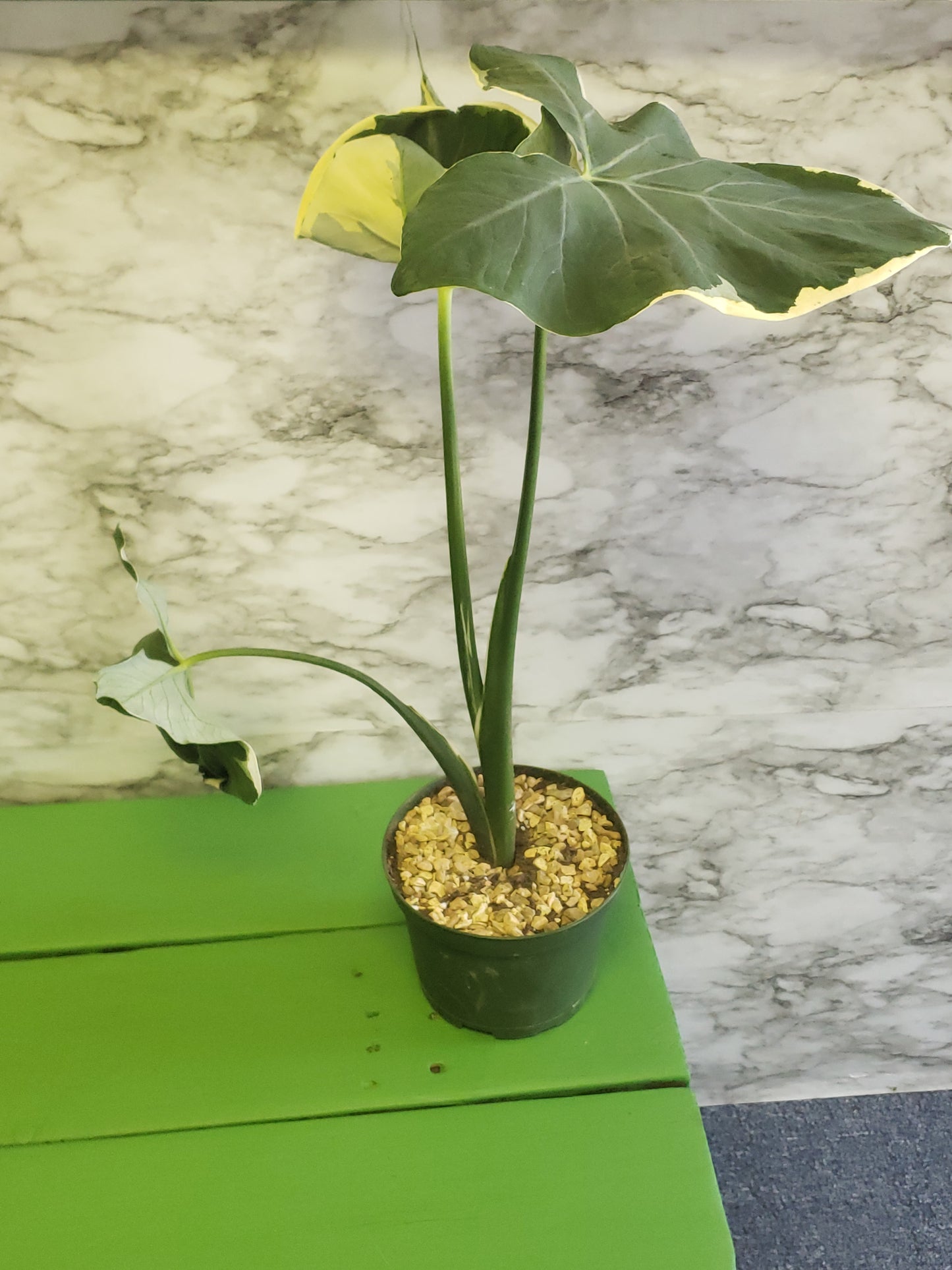 ALOCASIA Mickey Mouse