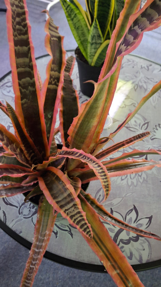 Cryptanthus 'Pink Starlight'