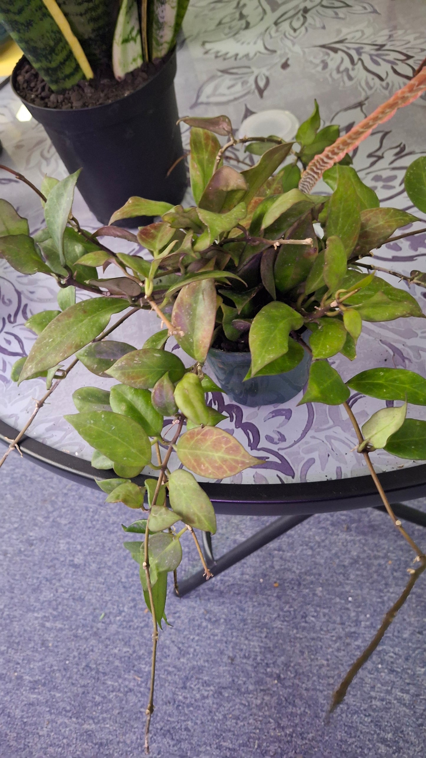 Hoya variety