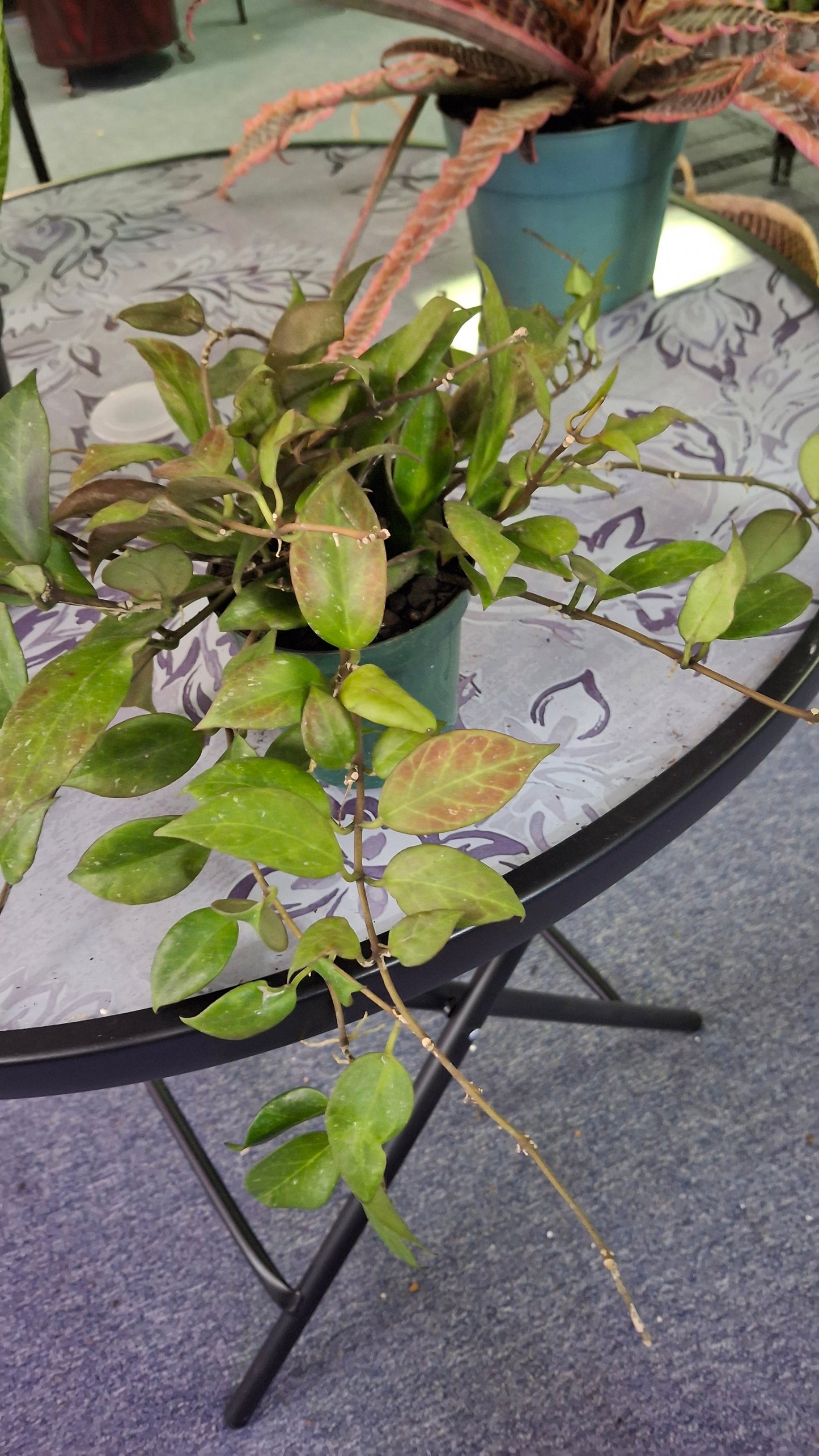 Hoya variety