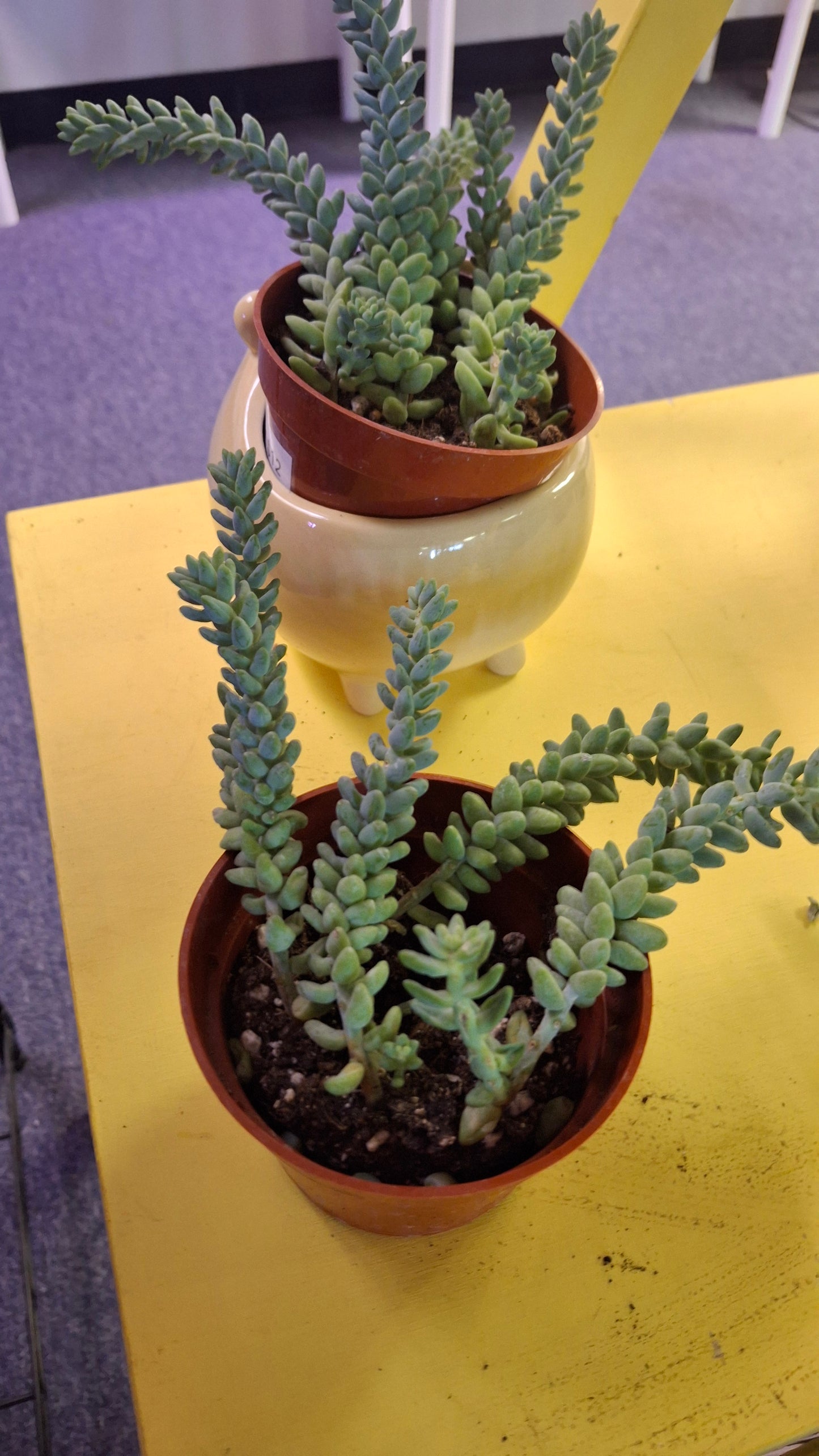 Burro's Tail