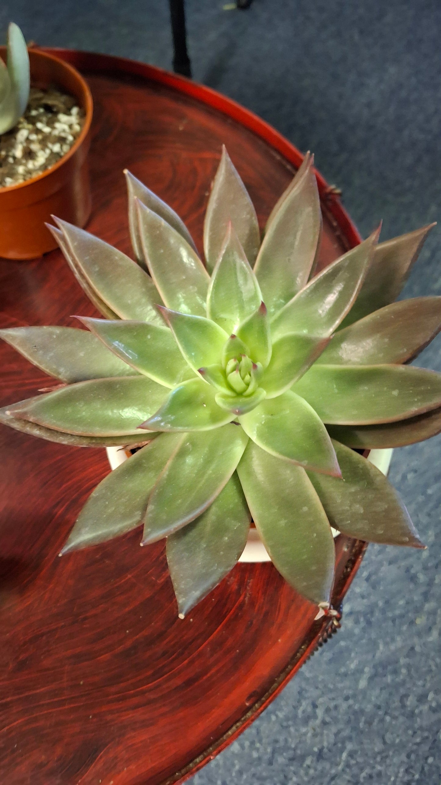 Echeveria Variety A