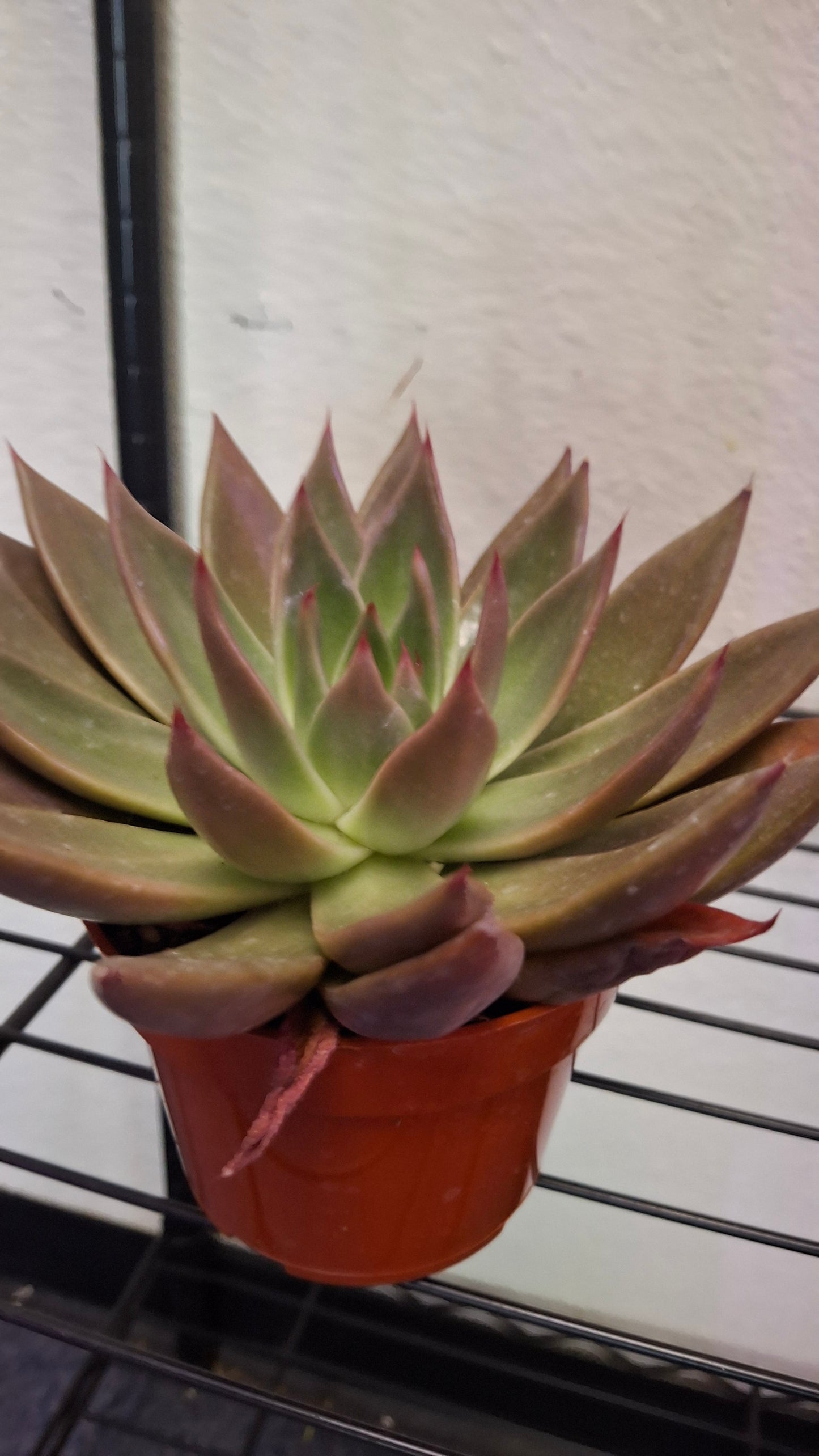 Echeveria Variety A