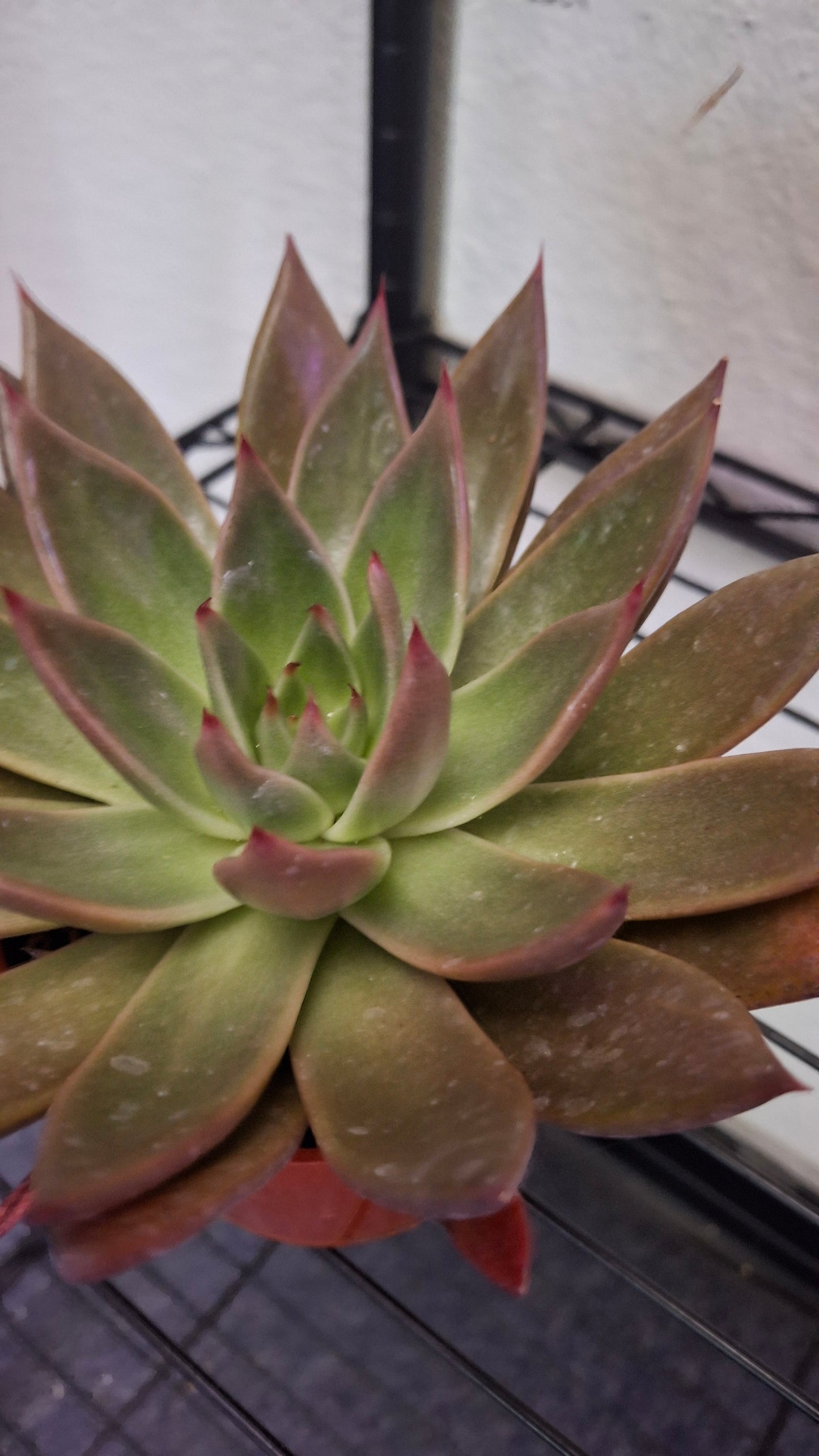 Echeveria Variety A