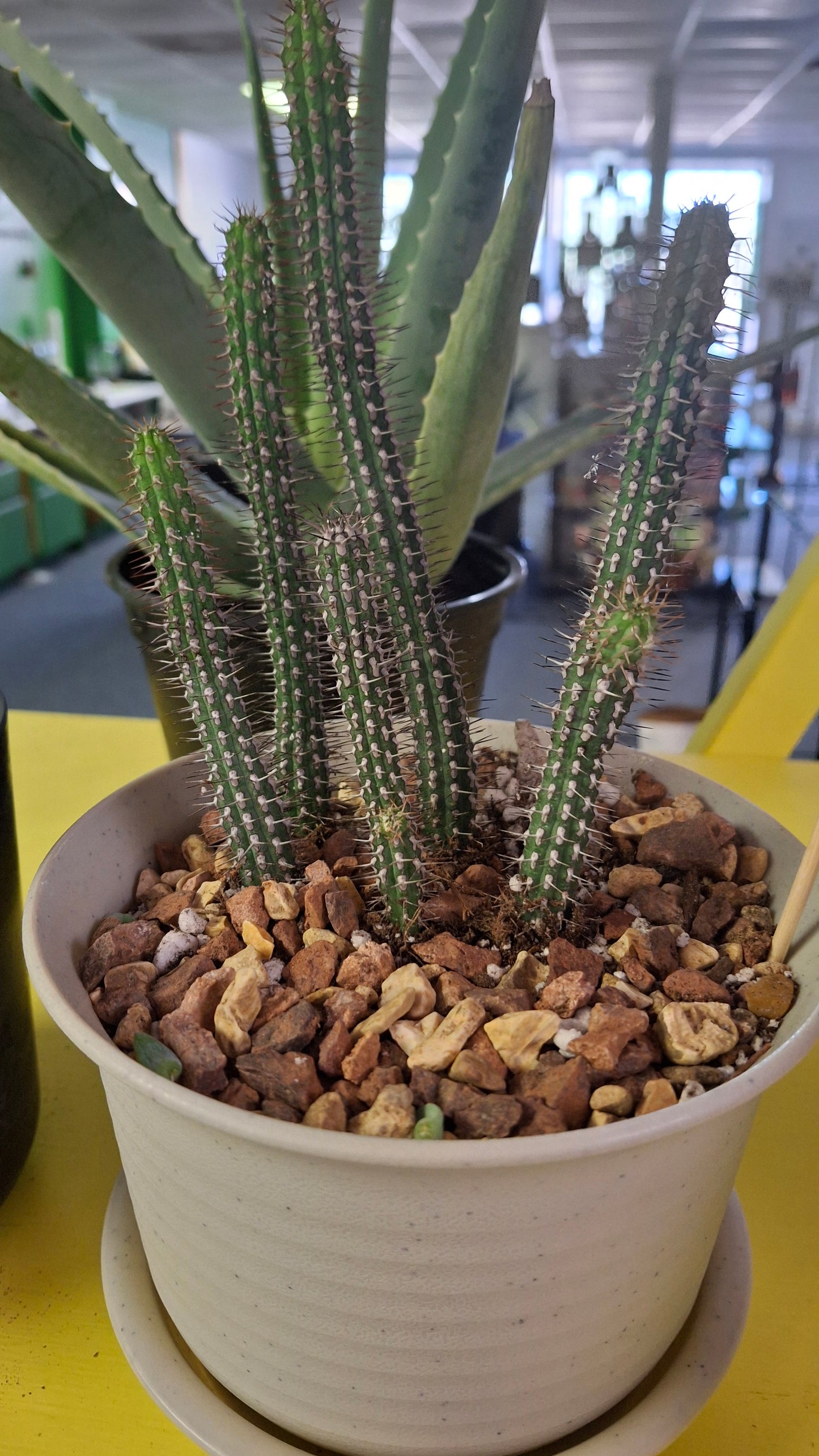 Euphorbia Baioensis potted