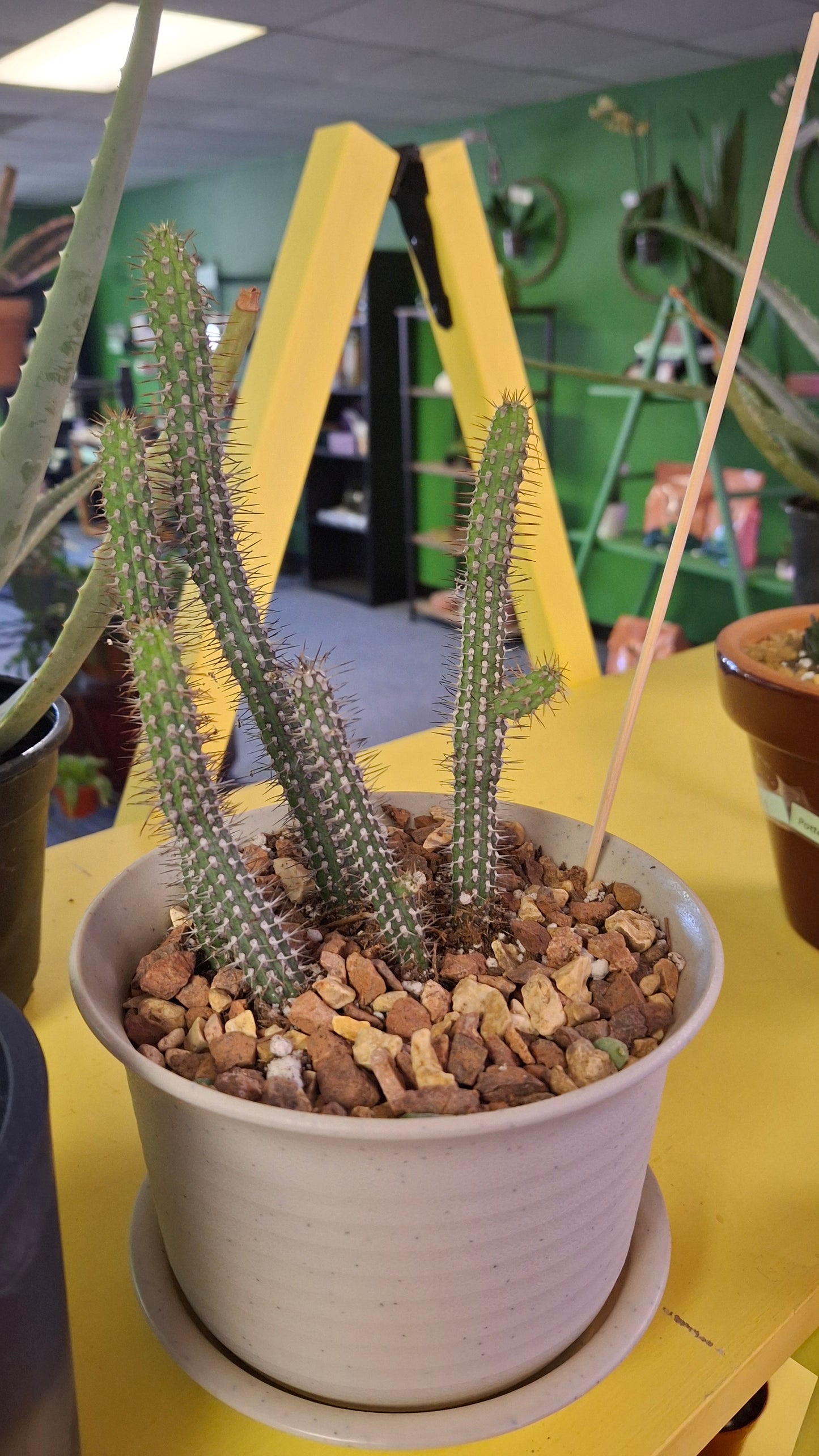 Euphorbia Baioensis potted