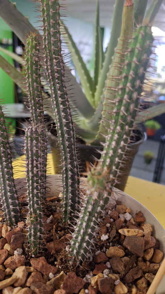 Euphorbia Baioensis potted