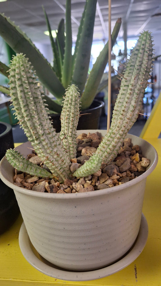 Euphorbia Mammallaris potted